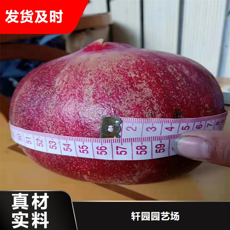 石榴樱桃苗源厂定制