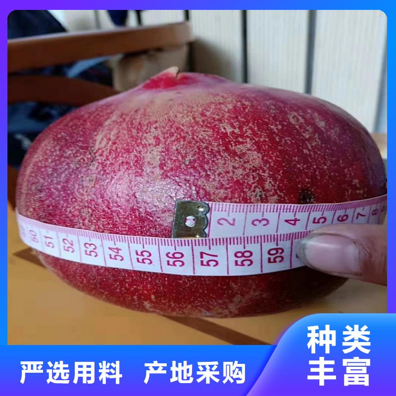 石榴樱桃苗源厂定制