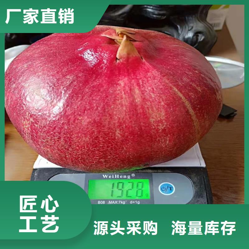石榴,黄瓜苗品质商家