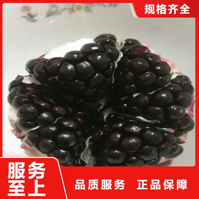 【石榴】苹果苗匠心打造