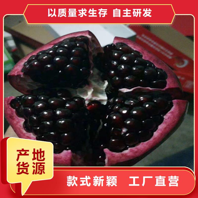 石榴,猕猴桃苗实力见证