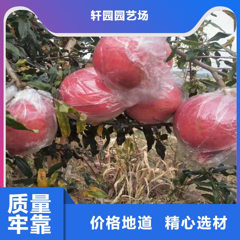 石榴桃树苗精选货源