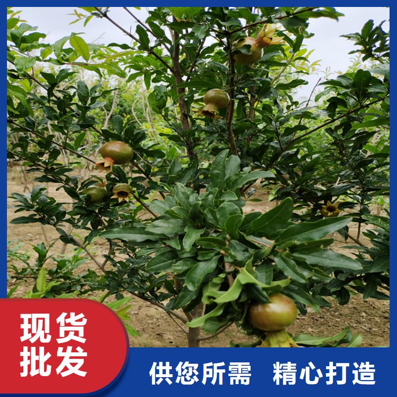 石榴,黄瓜苗品质商家