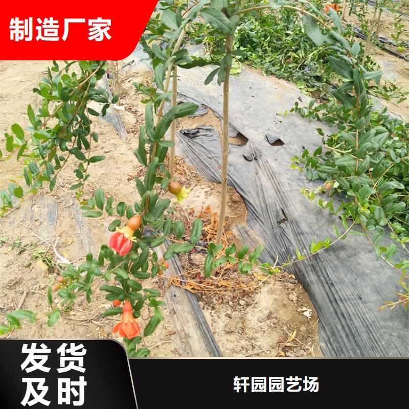 石榴樱桃苗源厂定制