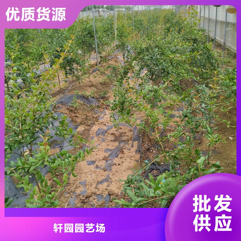 石榴蓝莓苗产地货源