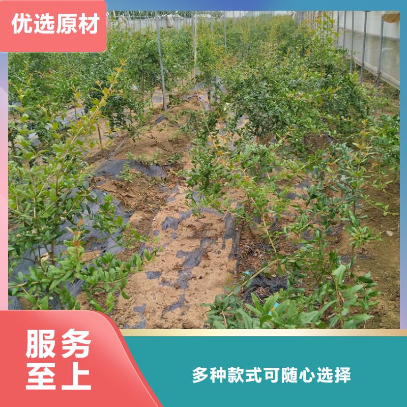 石榴苹果苗值得信赖