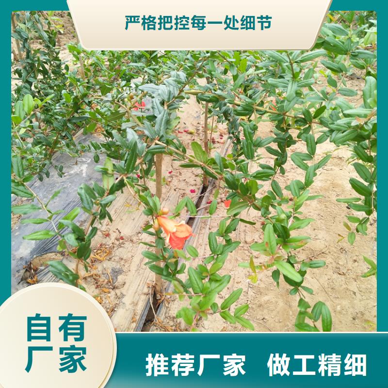 【石榴】,樱桃苗保障