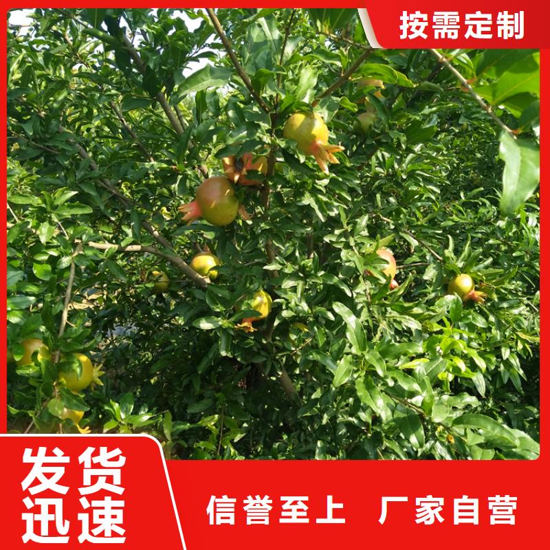 石榴-苹果苗品质优良