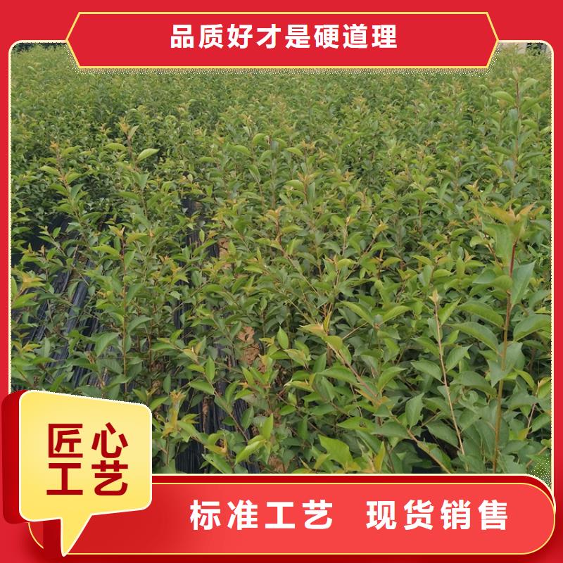 【石榴】苹果苗匠心打造