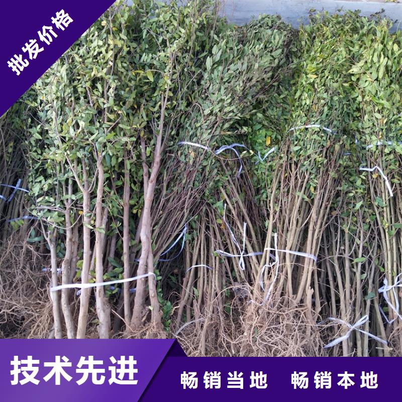 石榴梨树苗热销产品