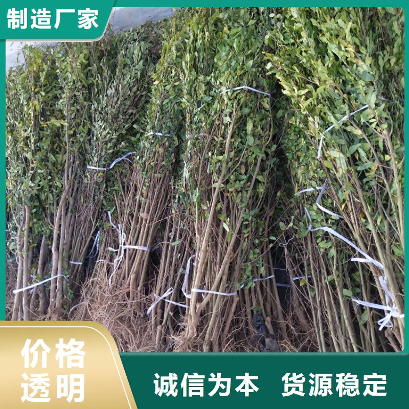 石榴,猕猴桃苗实力见证