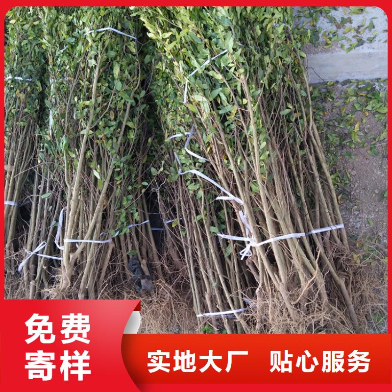 石榴桃树苗供您所需