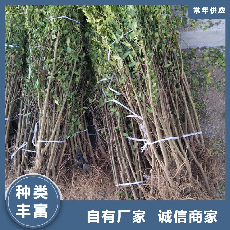 石榴板栗苗可放心采购
