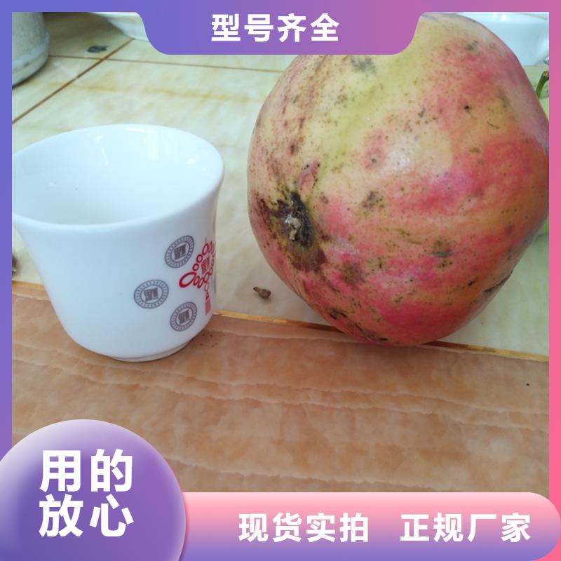 【石榴】樱桃苗现货充足量大优惠