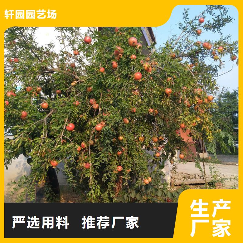 【石榴】苹果苗匠心打造