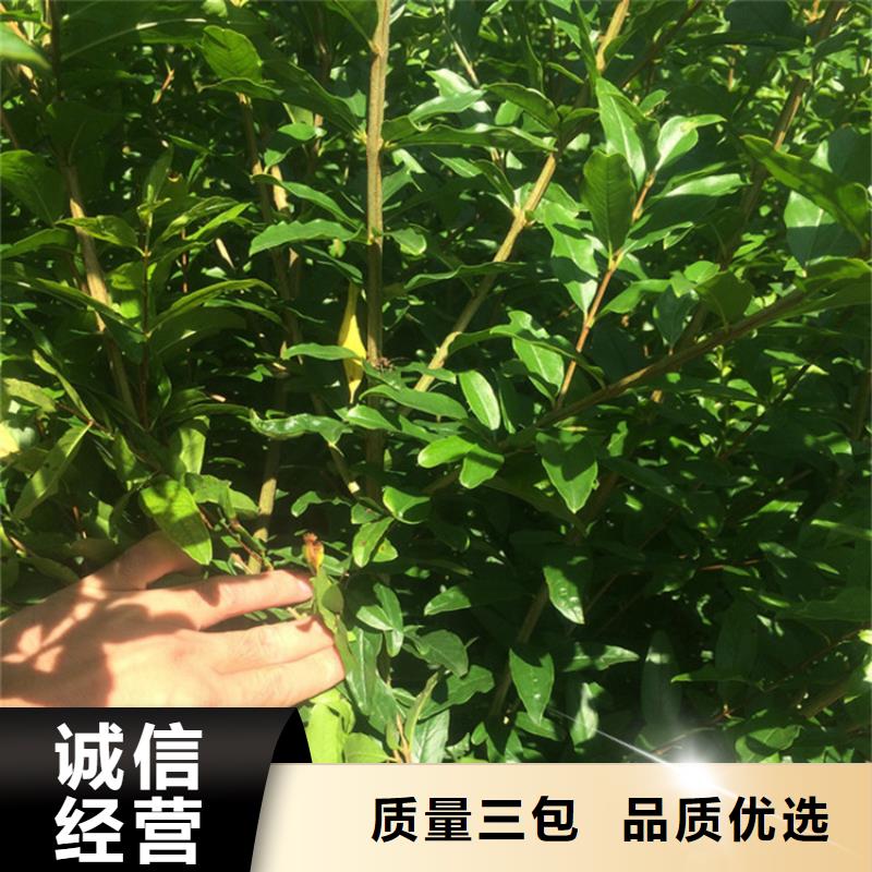 石榴板栗苗多年厂家可靠