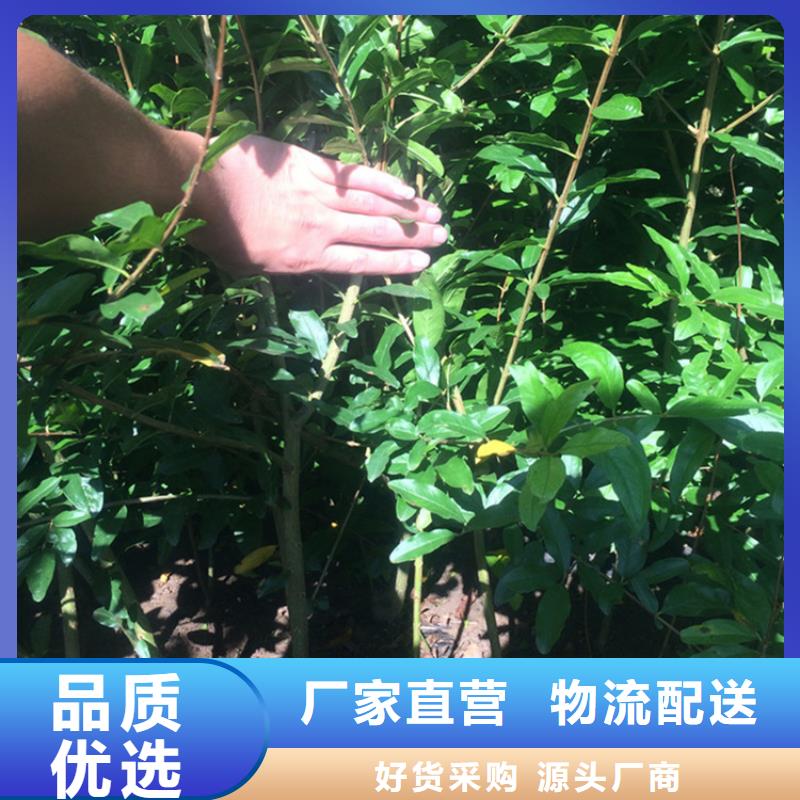 石榴蓝莓苗实力才是硬道理