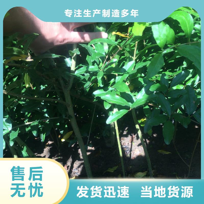 石榴梨树苗热销产品