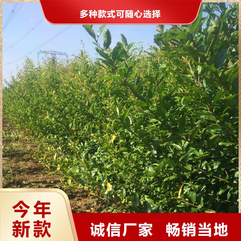 石榴草莓苗生产厂家