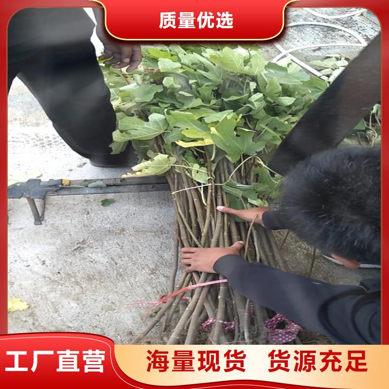 无花果苹果苗量大更优惠