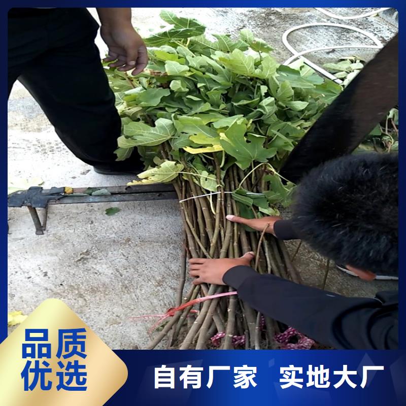 无花果,花椒苗支持大批量采购