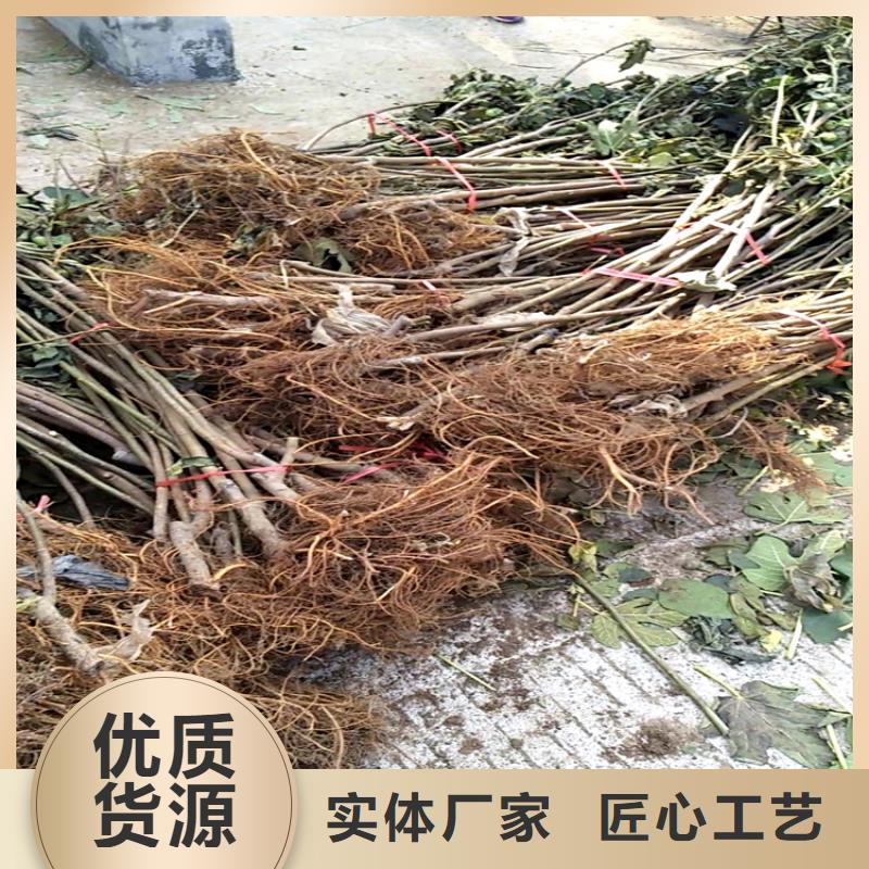 无花果石榴树工厂采购
