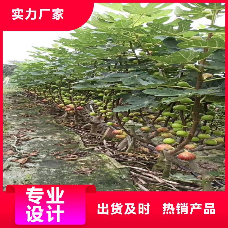 无花果猕猴桃苗保质保量