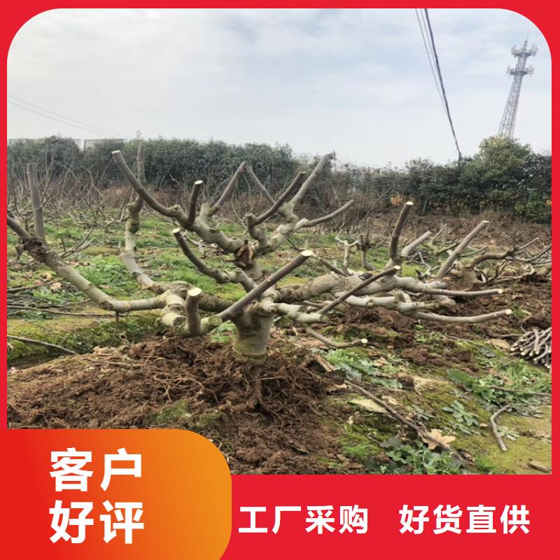 无花果板栗苗联系厂家