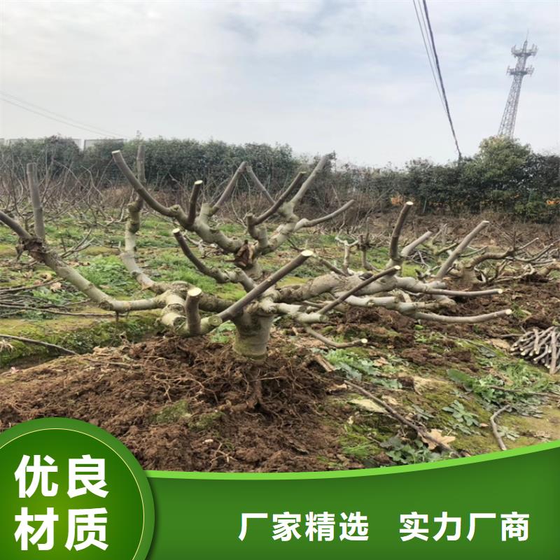 无花果苹果苗质量安全可靠