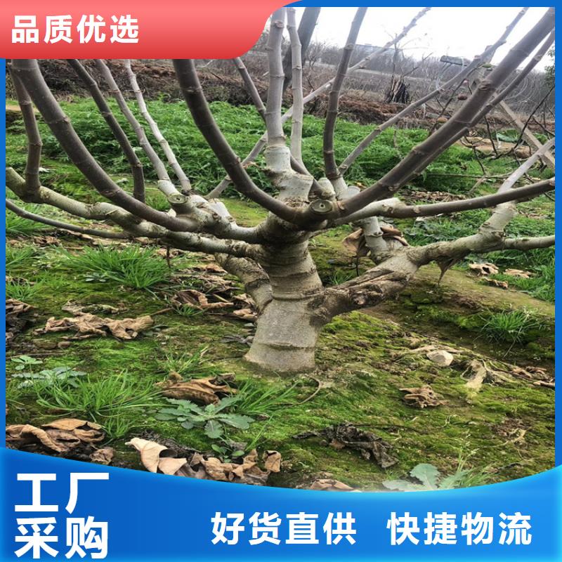 【无花果板栗苗出货及时】