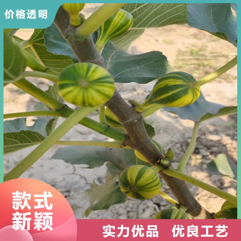 【无花果】梨树苗加工定制