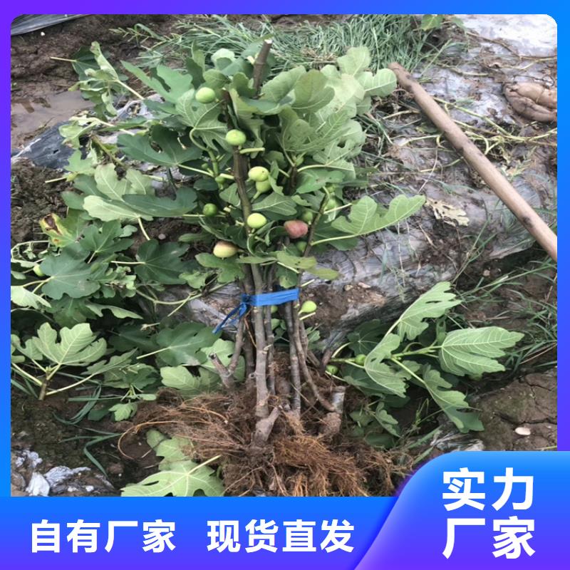 无花果樱桃苗好货有保障