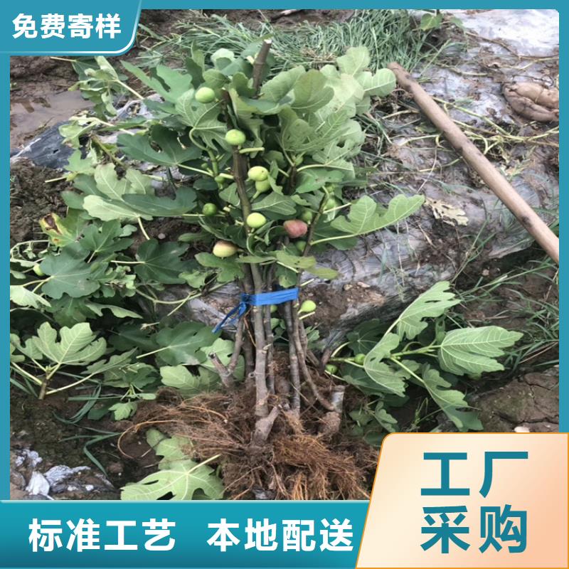 无花果桃树苗厂家直销值得选择