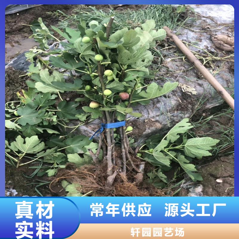 无花果玛瑙红石榴苗经验丰富品质可靠