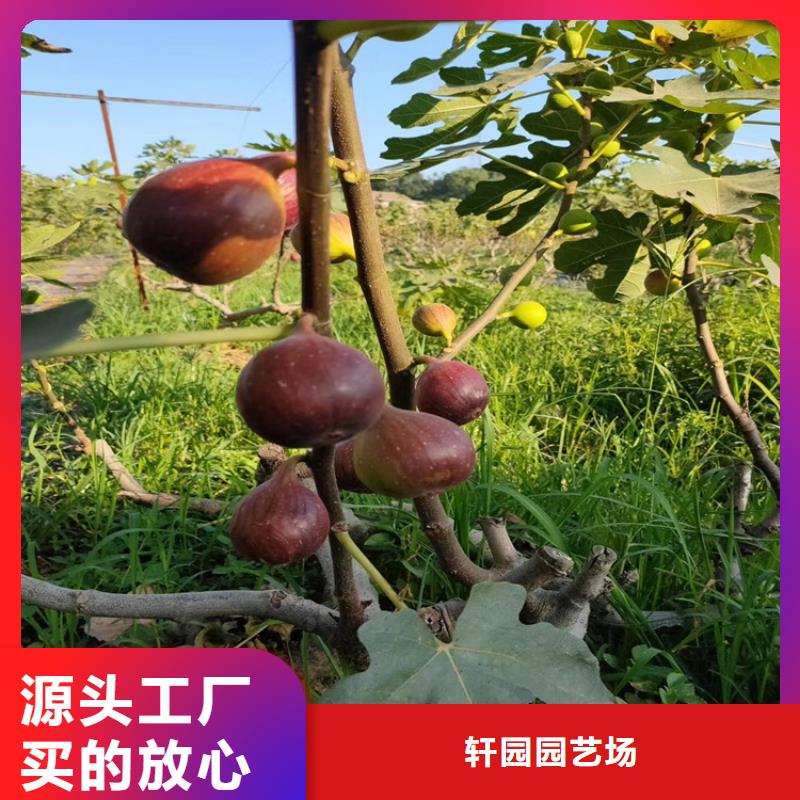 无花果_樱桃苗一致好评产品