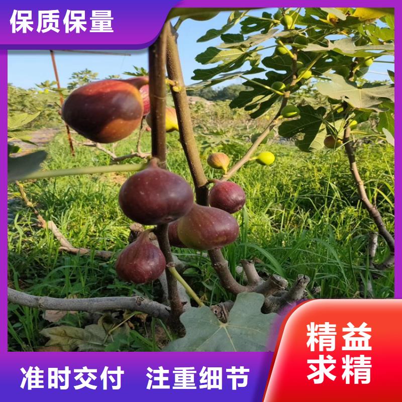 无花果樱桃苗价格公道合理