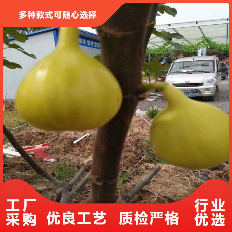 无花果_樱桃苗一致好评产品