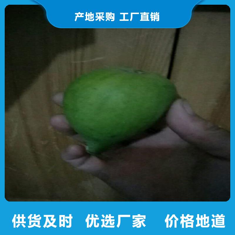 无花果【杏树苗】工厂直营