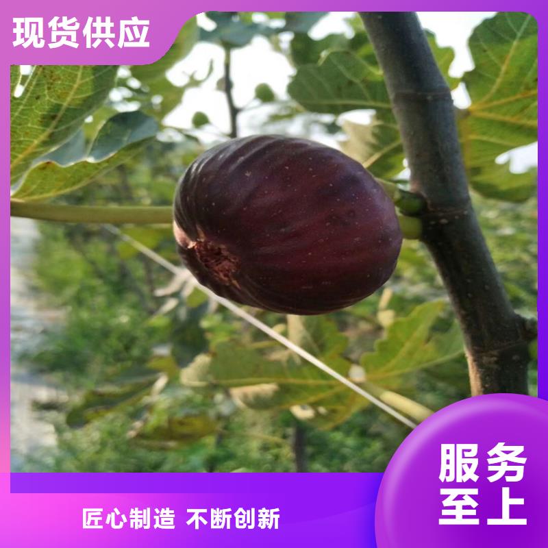 无花果苹果苗量大更优惠