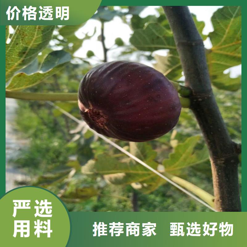 无花果石榴苗资质认证