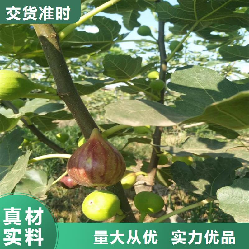 无花果猕猴桃苗保质保量