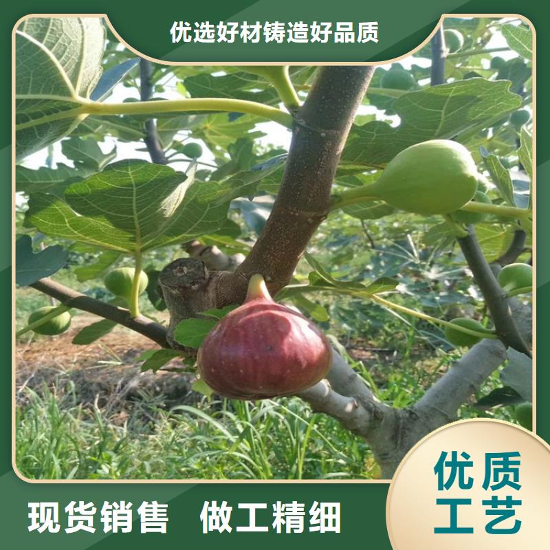 无花果_蓝莓苗产品细节