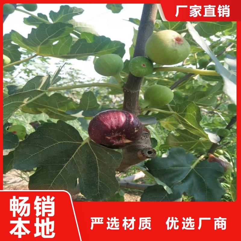 无花果樱桃苗现货充足量大优惠