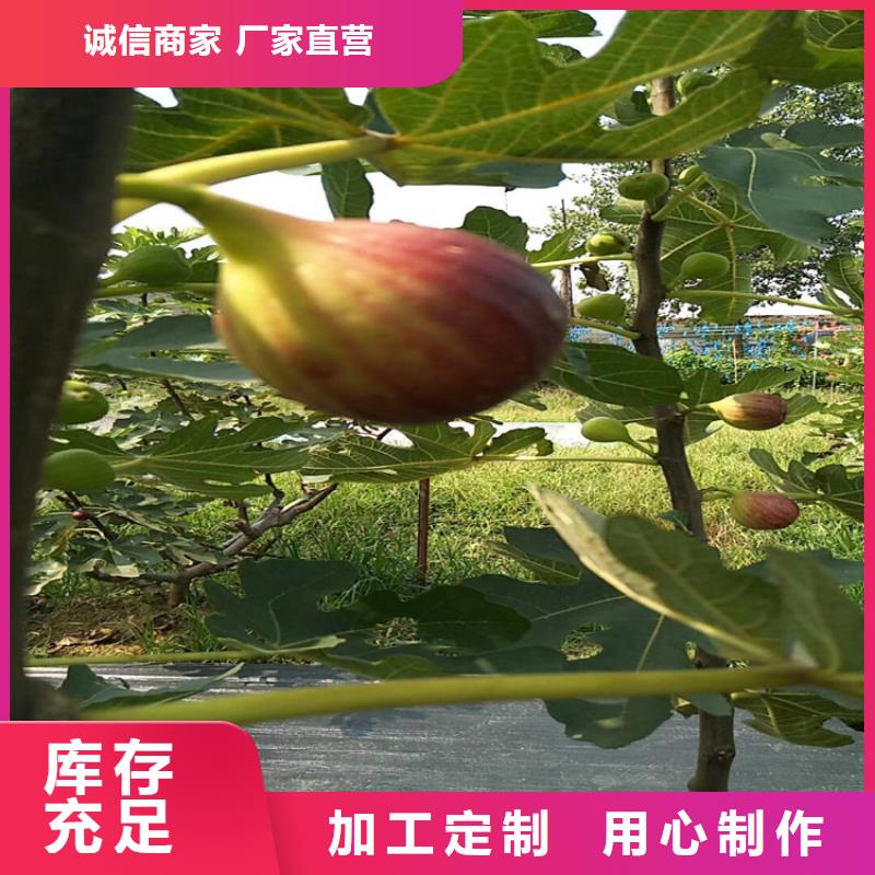 【无花果_苹果苗品质卓越】