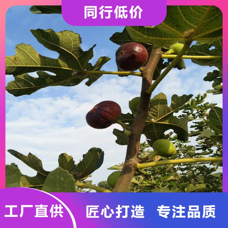 无花果石榴苗资质认证