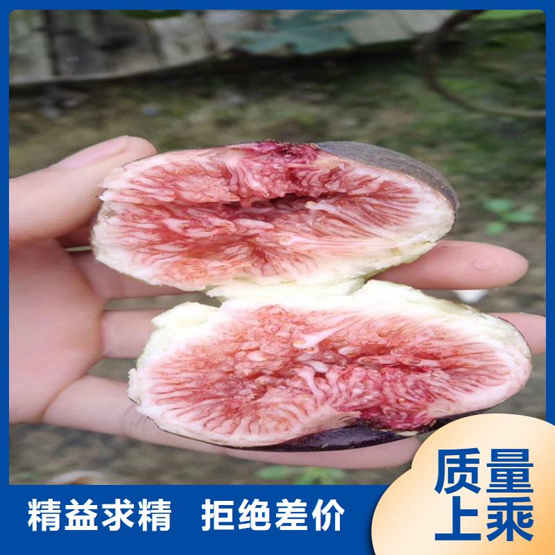 无花果桃树苗安心购