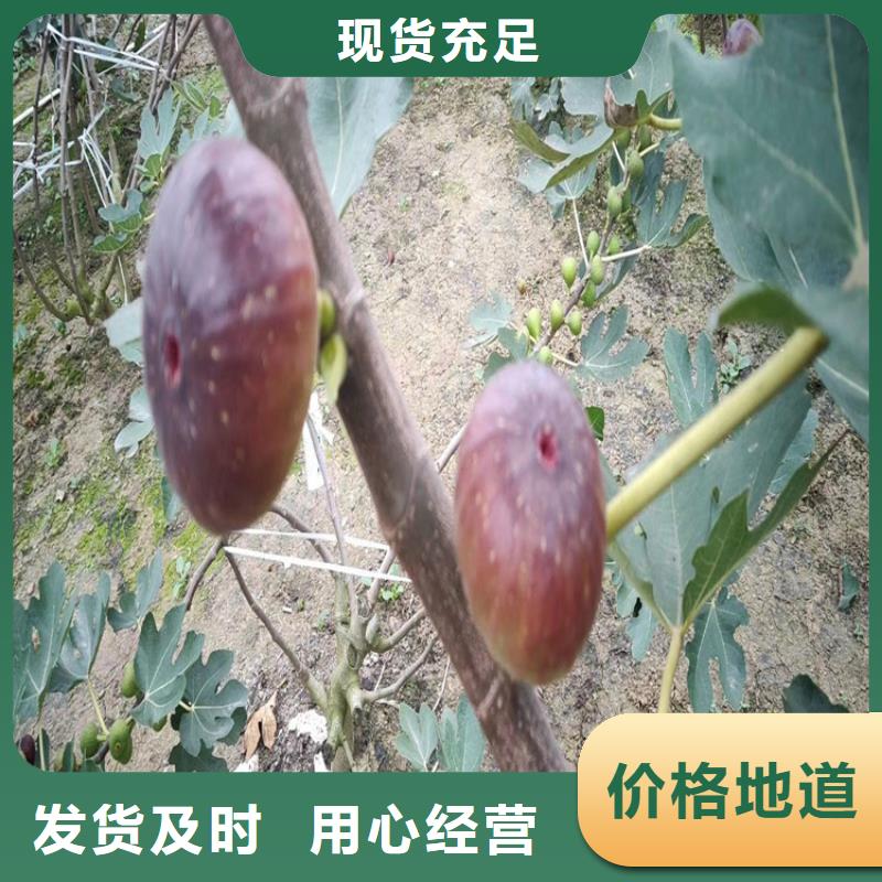 无花果苹果苗量大更优惠