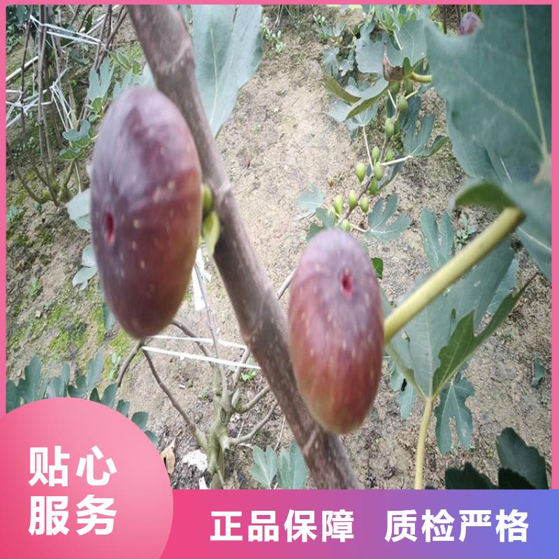 无花果草莓苗诚信可靠