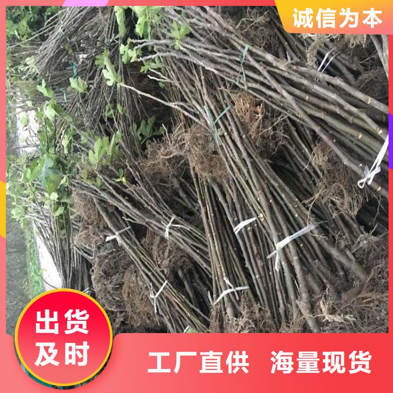 无花果樱桃苗价格公道合理