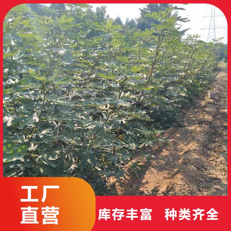 【无花果苹果苗厂家售后完善】